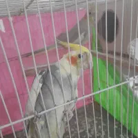 عروس هلندی