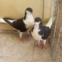 کفتر کبوتر
