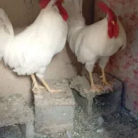 یک جفت خروس