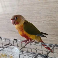گرینچیک اناناسی ماده