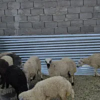 بره|حیوانات مزرعه|یزدان شهر, |دیوار