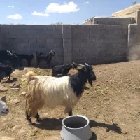 بز کهره دار