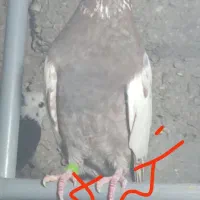 کفتر نر گره گره تخفیف هم میدم