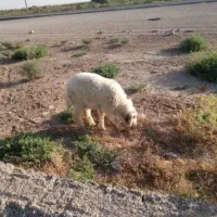 بره