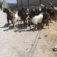 بز داشت درجه یک