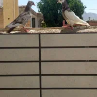 یه جفت کبوتر مفلق