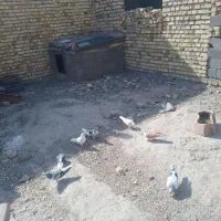 کفتر