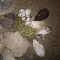 خرگوش خانگی
