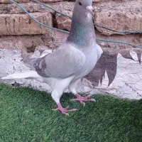 کبوتر