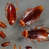 سمپاشی منازل ارگانها سم پاشی