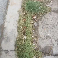 کاه و جو