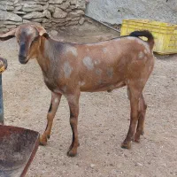 نری و برره چاق|حیوانات مزرعه|قشم, |دیوار