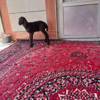 بره نر شیر خوار