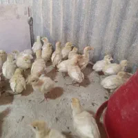 فروش جوجه بوقلمون2/5ماه وروزهای بیوتی