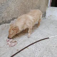 فروش سگ