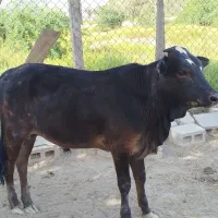 گوساله نر و ماده