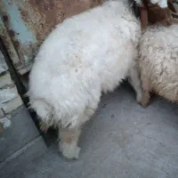 بره ماده