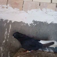 کبوتر نر اشعل 16 پر دمب 40 سانتی