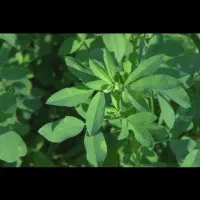 فروش 220 بسته یونجه خشک بار ایسوزو میشه