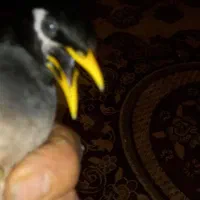 ۲عدد نر مرغ مینا سخنگو حدودا ۱۰ کلمه حرف میزنن