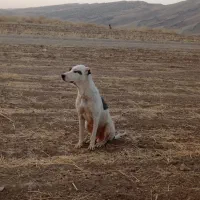 داگو ۹ماهه