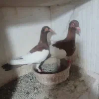 کبوتر یهودی