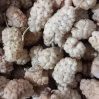 توت امساله سفیدوتمیز درجه ۱