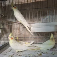 عروس