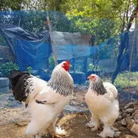 تخم مرغ امپراطور