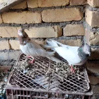 دو عدد کبوتر پرشی