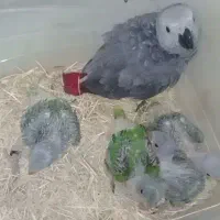 کاسگو شاه گیرینچیک