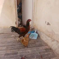 خروس لاری افغان