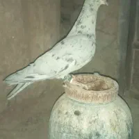 مجسمه.کفتر