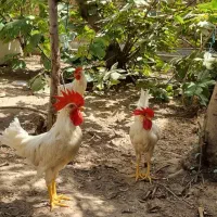 خروس