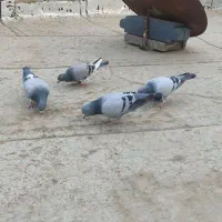 کفتر شهرستانی