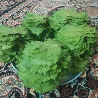 برگ دلمه تازه بروجرد