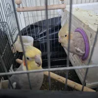 عروس هلندی جفت