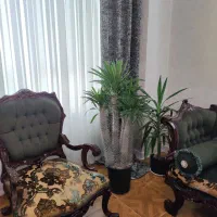 نخل ماداگاسکار سالنی 1.5 متر