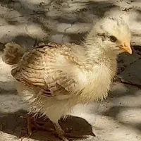 جوجه
