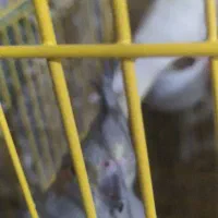 سه عدد عروس هلندی فروشی