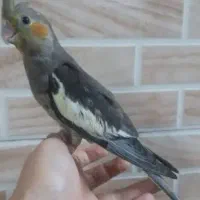 عروس هلندی مفت