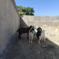 بزغاله