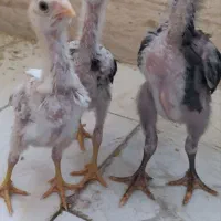 جوجه لاری اصیل