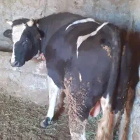 فروش گاو گوساله نر سیاه