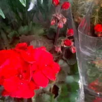 گل شمعدانی / اژدر / عطر چای|گل و گیاه طبیعی|تهران, جهاد|دیوار