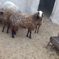 میش شال