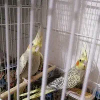 عروس هلندی
