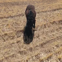 بره گوچ قر قزل