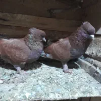 کبوتر|پرنده|گرگان, |دیوار