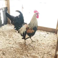 جوجه خروس محلی اصل